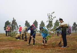 Cẩm Giàng phấn đấu trồng mới 60.000 cây xanh